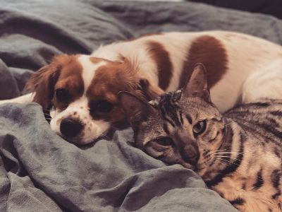 Both Gus Vla and Arty Vla are lying down in a grey blanket.